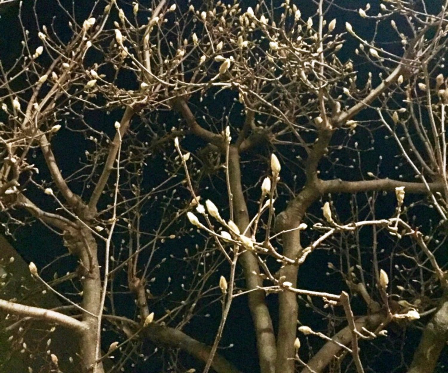 巻石通り沿いのコブシ